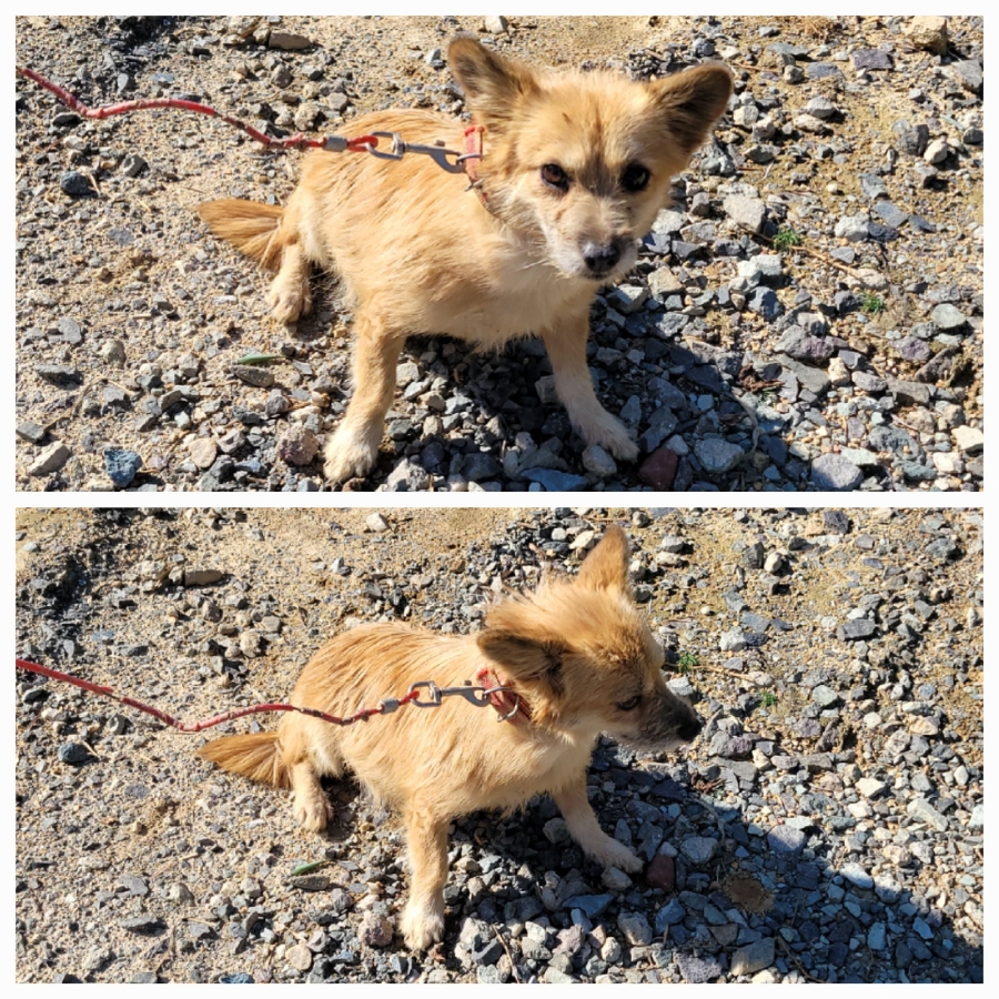 보호중 믹스견의 가…